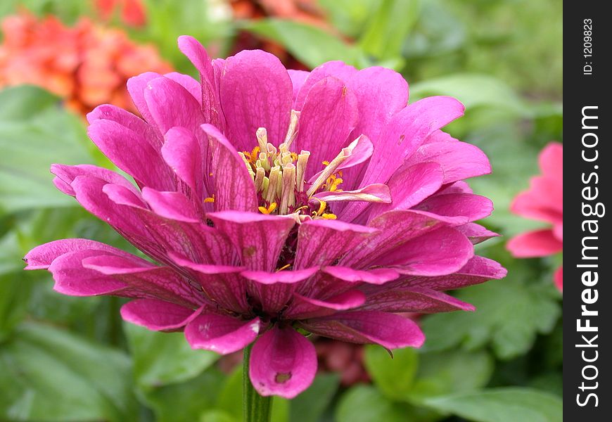 Red daisy macro