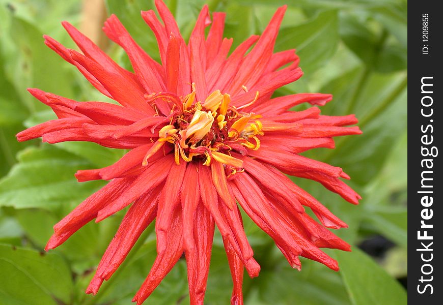 Red daisy macro, flower into large pieces