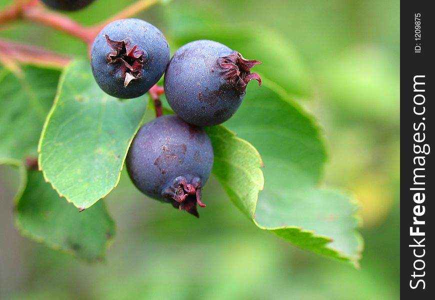 Bunch of something berry in the garden