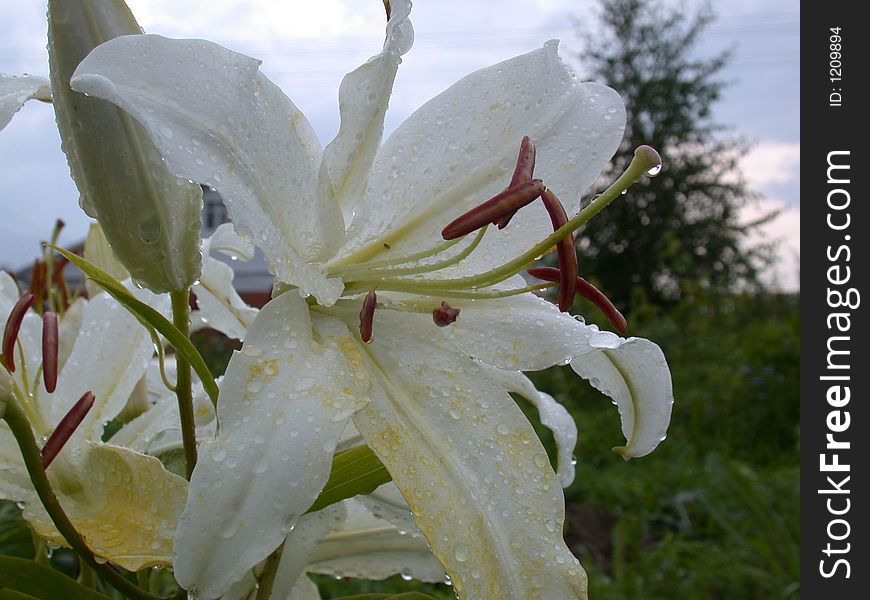 Petal to white lily after rain, macro