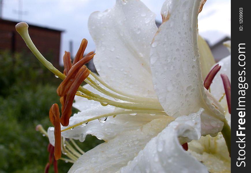 Petal to white lily after rain, macro