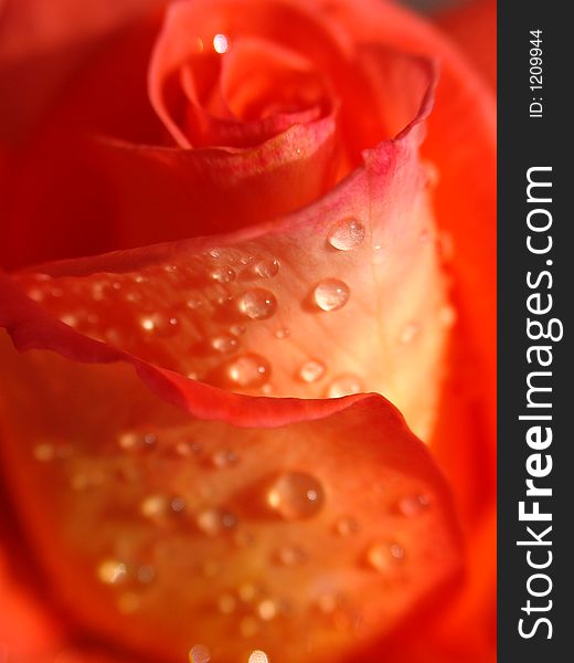 Flower of pink rose with drops of the water. Flower of pink rose with drops of the water