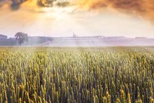 Sunrise In The Field. Wheat Field During The Sunset. Cultivation Stock Photography Sunrise In The Field. Wheat Field During The Sunset. Cultivation Stock Photography