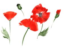 Red Poppy Flowers By Watercolor Stock Photo