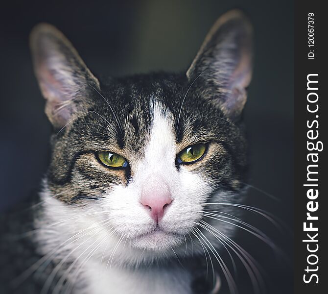 Portrait shot of a cat. Soft natural light passing through glass diffused glass door. Portrait shot of a cat. Soft natural light passing through glass diffused glass door.