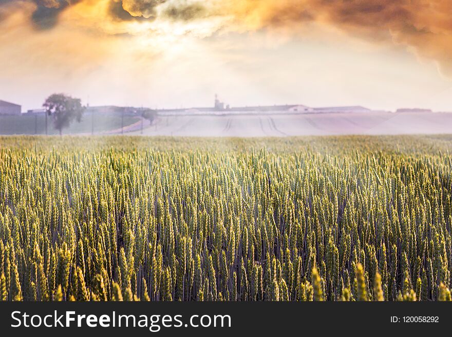 Sunrise in the field. Wheat field during the sunset. Cultivation