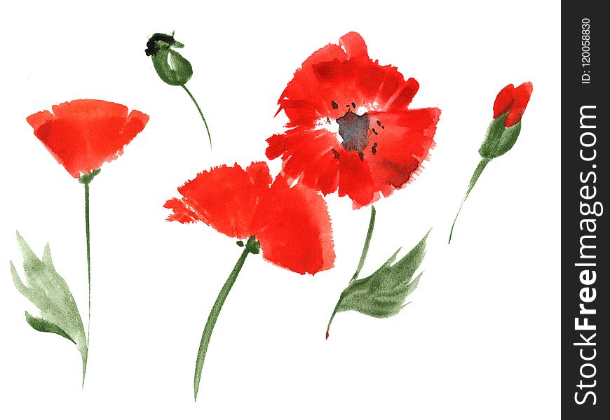 One-stroke watercolor illustration. Red poppy flowers. White background, path included. One-stroke watercolor illustration. Red poppy flowers. White background, path included