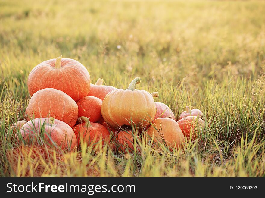 Orange pumpkins on grass at sunset