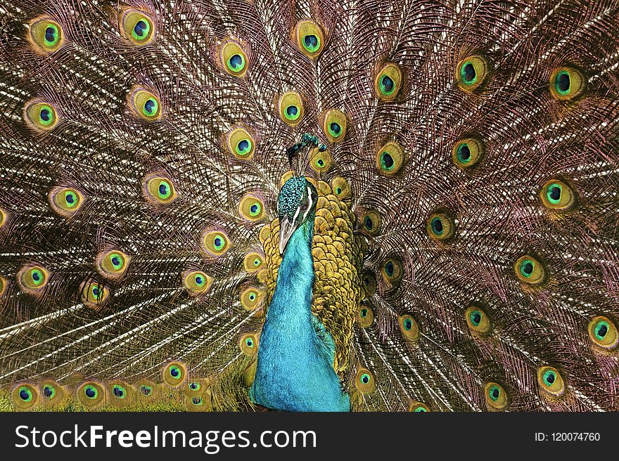 Close-up Photo of Peacock