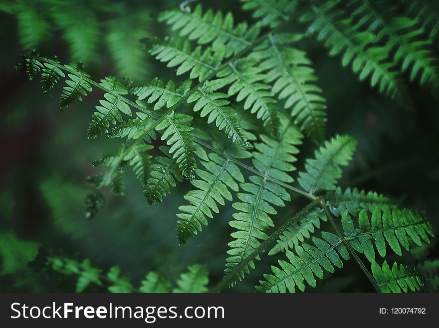 Close-Up Photography of Fern Leaves