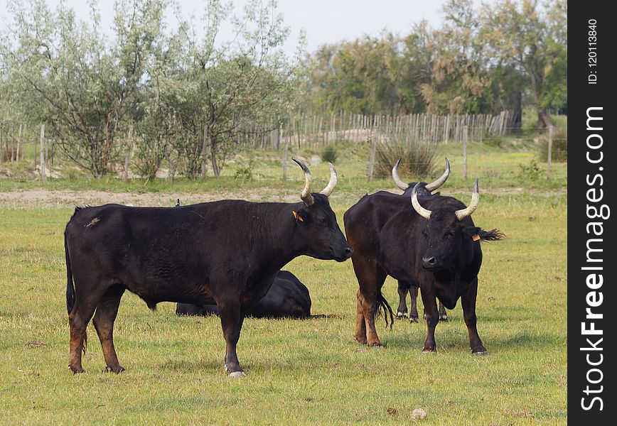 Cattle Like Mammal, Bull, Horn, Pasture
