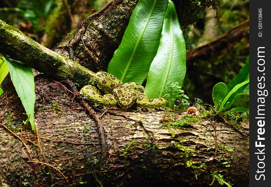 Vegetation, Ecosystem, Nature Reserve, Fauna