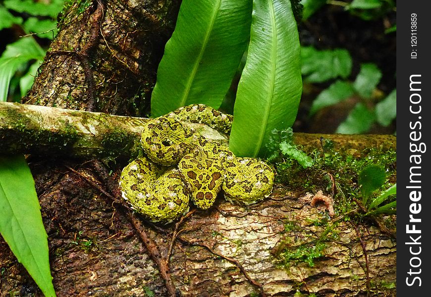 Vegetation, Toad, Organism, Terrestrial Animal