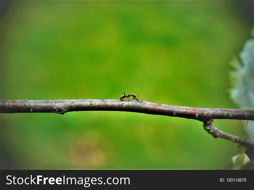 Branch, Fauna, Leaf, Twig