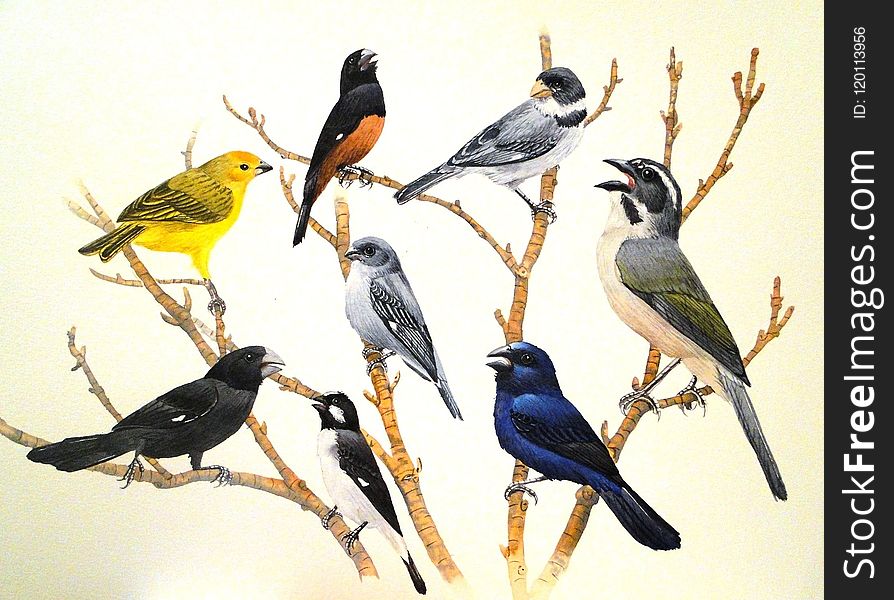 Bird, Fauna, Beak, Finch