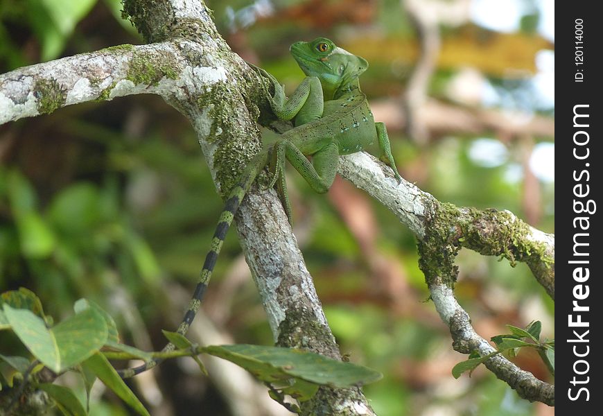 Branch, Vegetation, Leaf, Tree