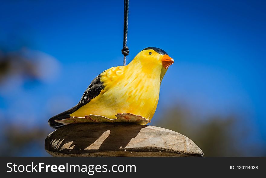 Bird, Beak, Yellow, Fauna