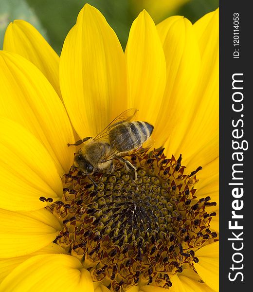 Honey Bee, Bee, Flower, Yellow