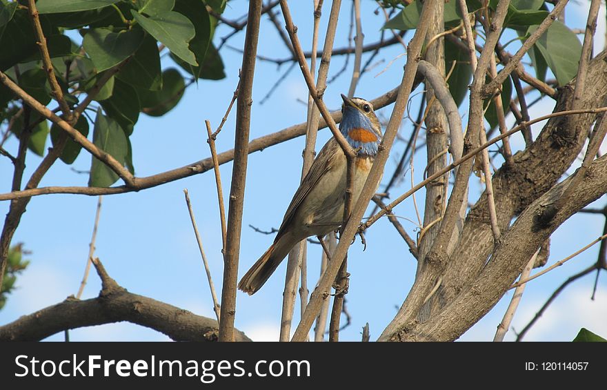 Bird, Fauna, Beak, Tree