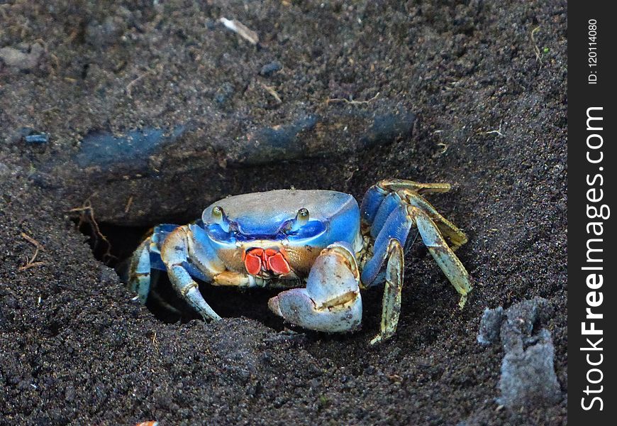 Crab, Decapoda, Dungeness Crab, Crustacean
