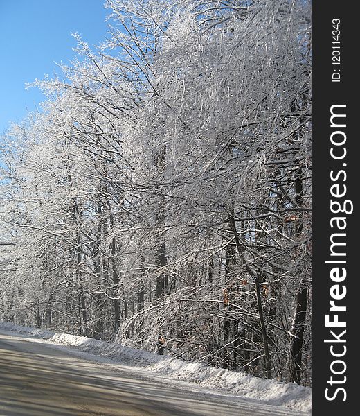 Winter, Snow, Tree, Frost