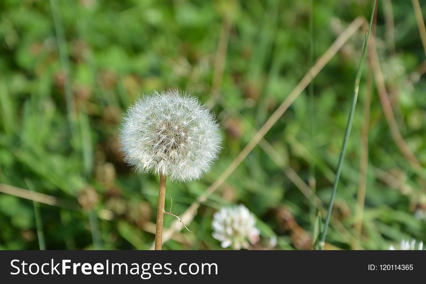 Flower, Flora, Plant, Grass