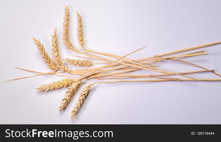 Grass Family, Food Grain, Commodity, Grain