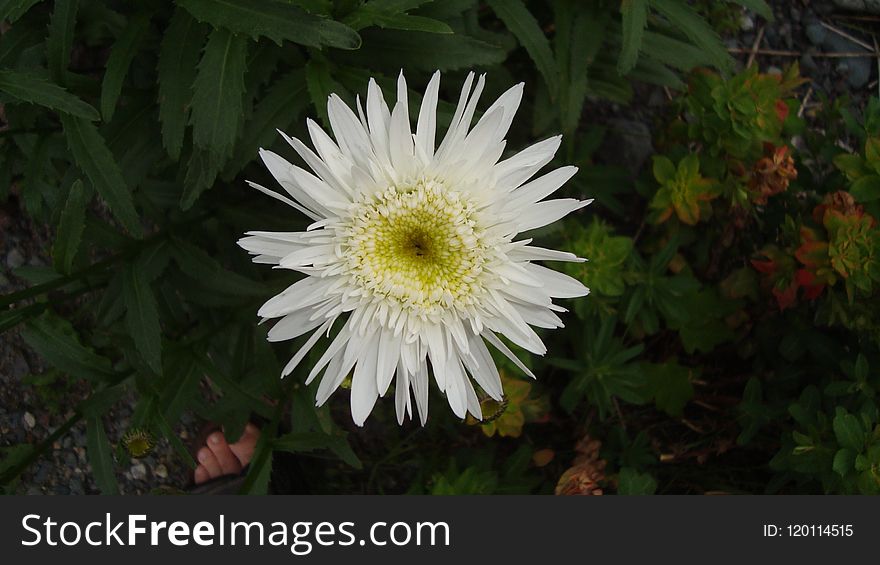 Flower, Plant, Flora, Oxeye Daisy