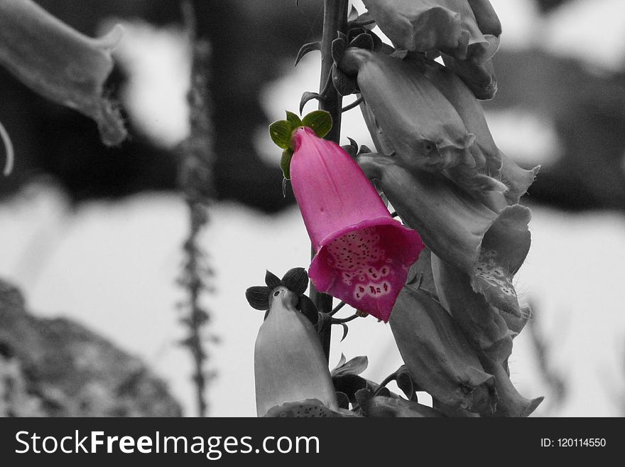 Flower, Pink, Black And White, Plant