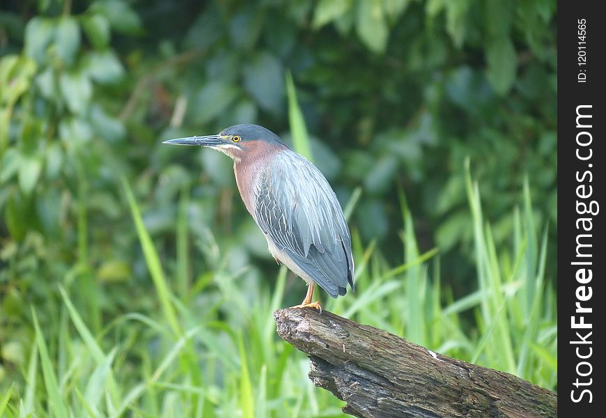 Bird, Green Heron, Fauna, Beak