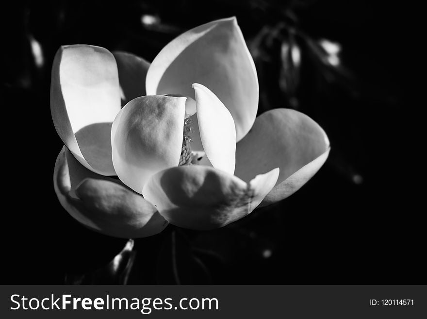 Flower, White, Black And White, Monochrome Photography