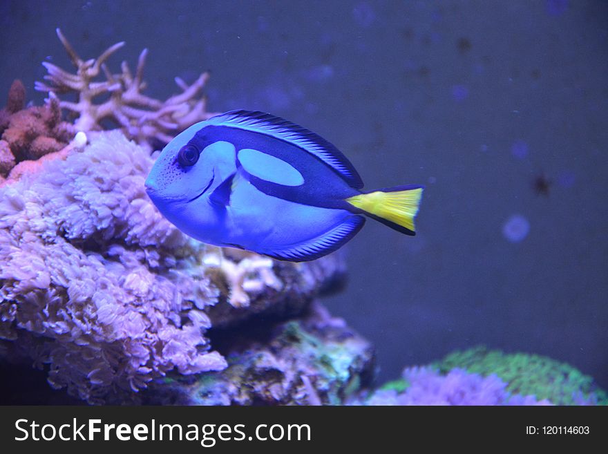 Coral Reef, Pomacentridae, Marine Biology, Coral Reef Fish