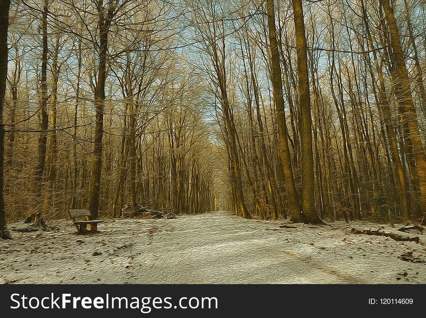 Path, Winter, Tree, Woodland