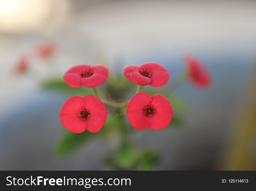 Flower, Red, Flora, Close Up