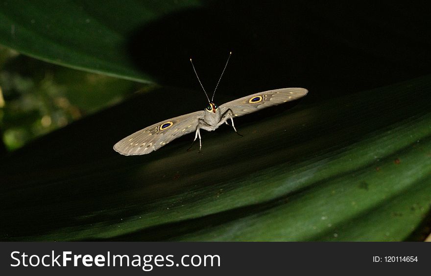 Insect, Invertebrate, Organism, Macro Photography