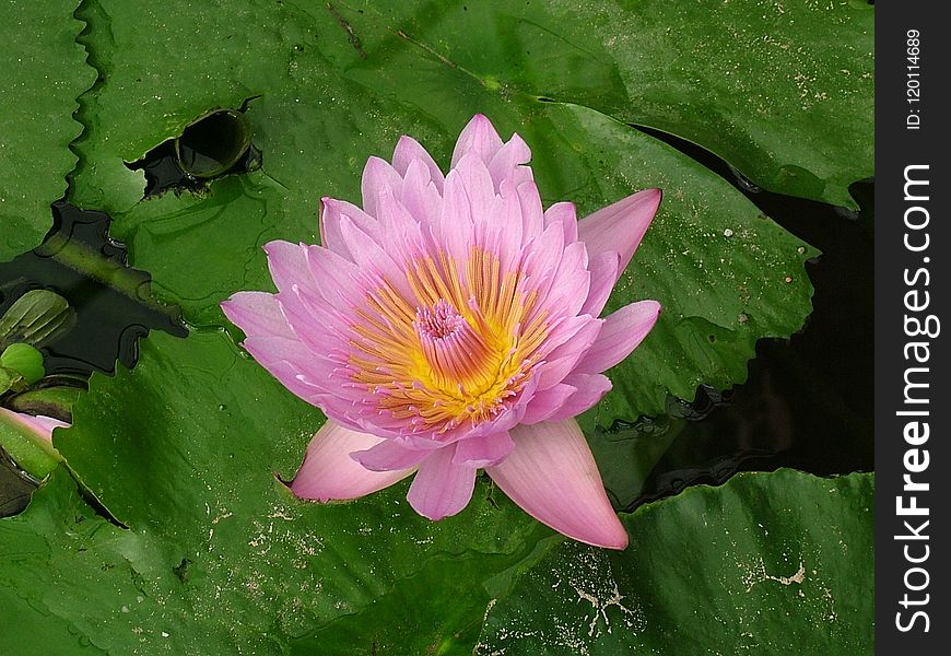 Flower, Plant, Flora, Aquatic Plant