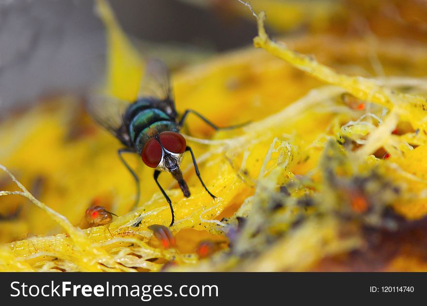 Insect, Yellow, Macro Photography, Invertebrate