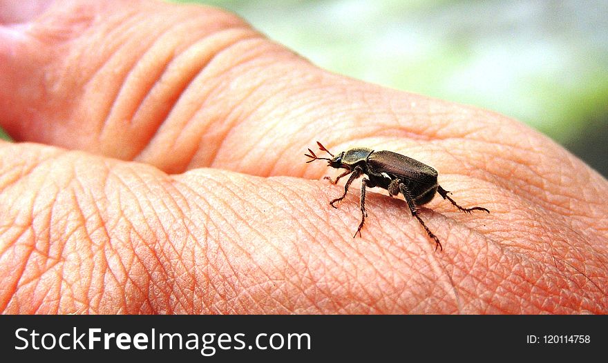 Insect, Invertebrate, Fauna, Pest