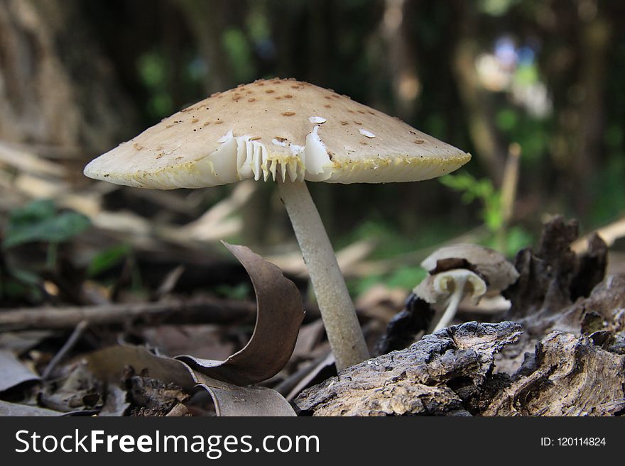 Mushroom, Fungus, Edible Mushroom, Penny Bun