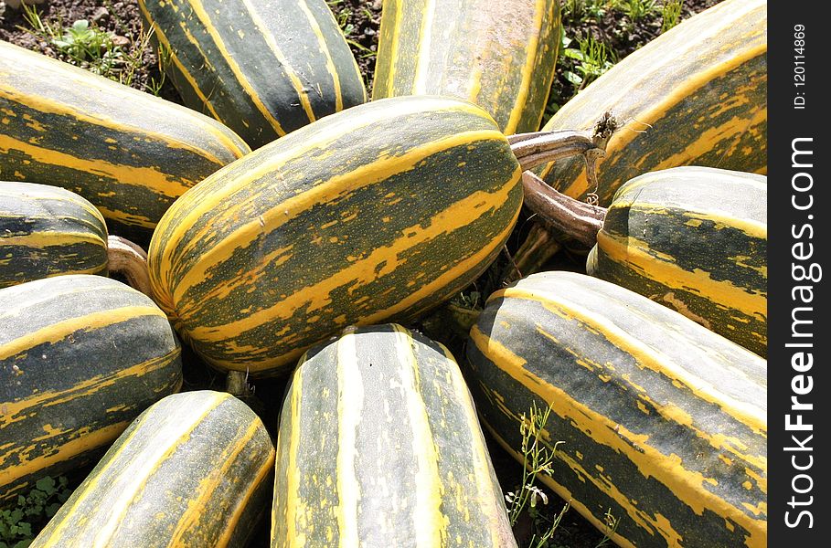 Cucumber Gourd And Melon Family, Winter Squash, Produce, Plant