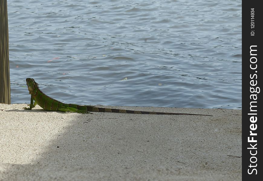 Shore, Water, Fauna, Sand