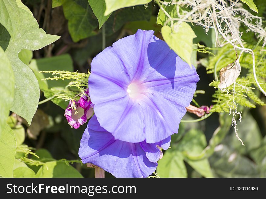 Flower, Plant, Flora, Beach Moonflower