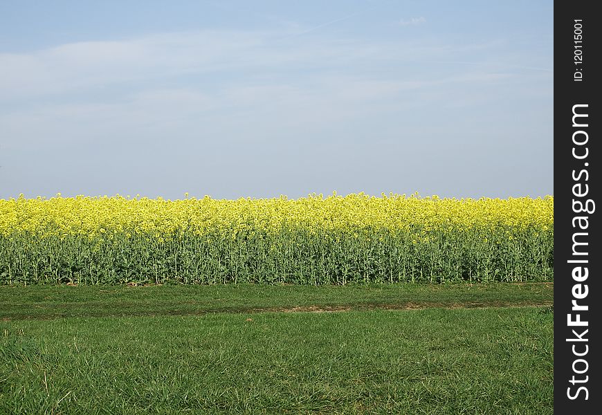 Field, Yellow, Rapeseed, Canola