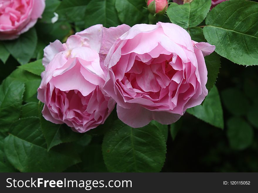 Flower, Rose, Rose Family, Pink