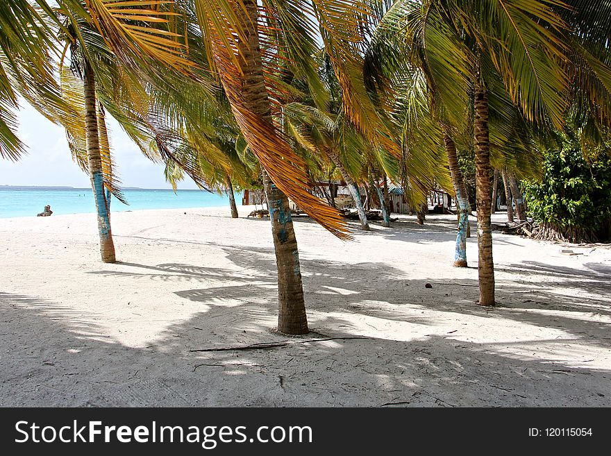 Palm Tree, Arecales, Tree, Beach