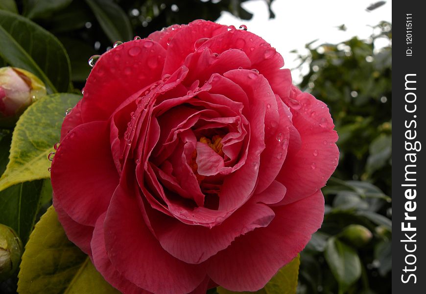 Flower, Plant, Pink, Rose