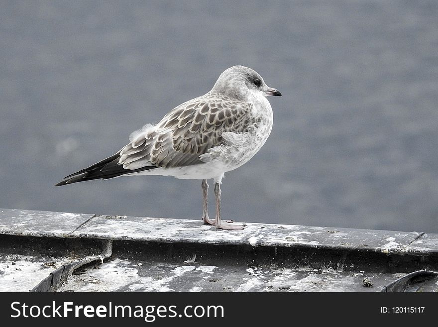 Bird, Gull, Seabird, European Herring Gull