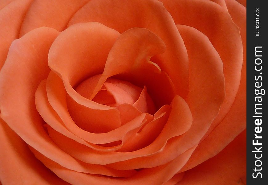 Rose, Orange, Pink, Flower