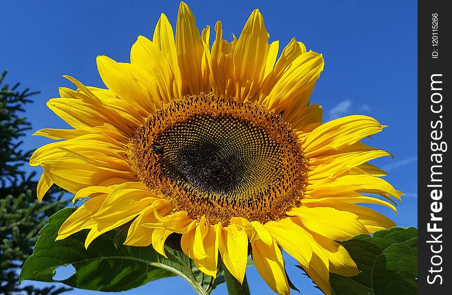 Sunflower, Flower, Yellow, Sunflower Seed