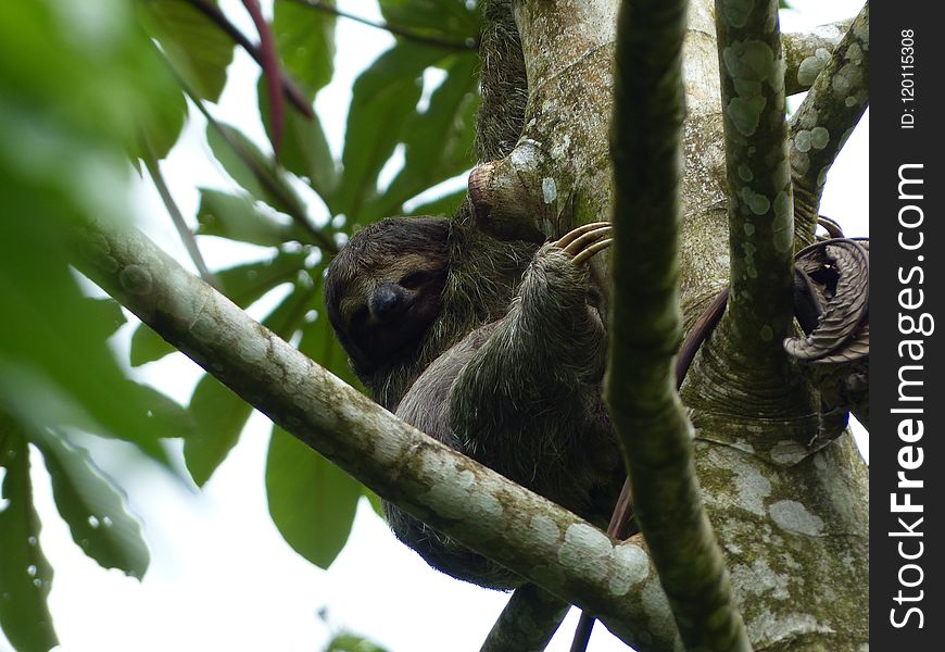 Fauna, Three Toed Sloth, Mammal, Flora